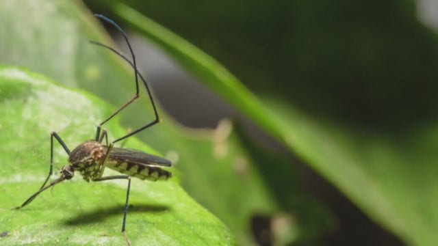 Stay mosquito aware! More cases of West Nile Virus in Travis County