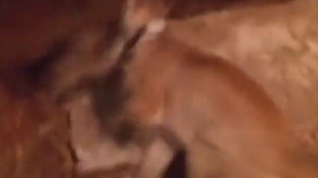 WATCH: Mountain lion catches raccoon in Boulder Creek