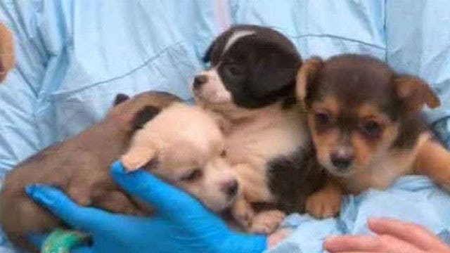 276 dogs rescued from New Jersey home