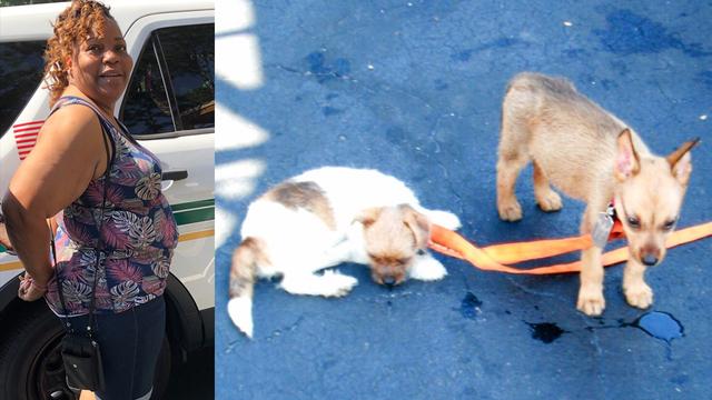 Woman arrested after 2 puppies left in hot SUV die