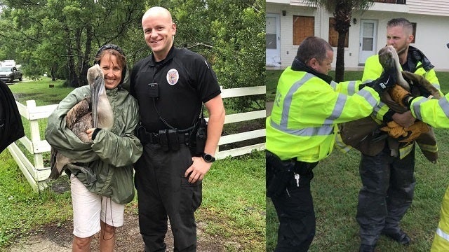 PHOTOS: Officers rescue, shelter injured pelican during Irma