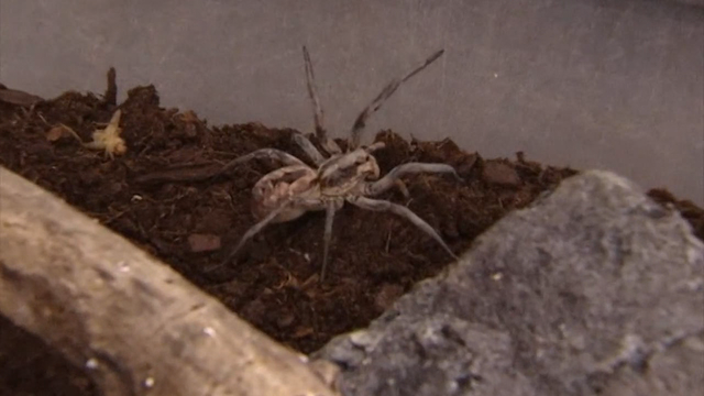 Spiders becoming a problem for one Florida city