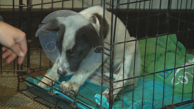 13-week-old puppy survives being thrown from car, burned