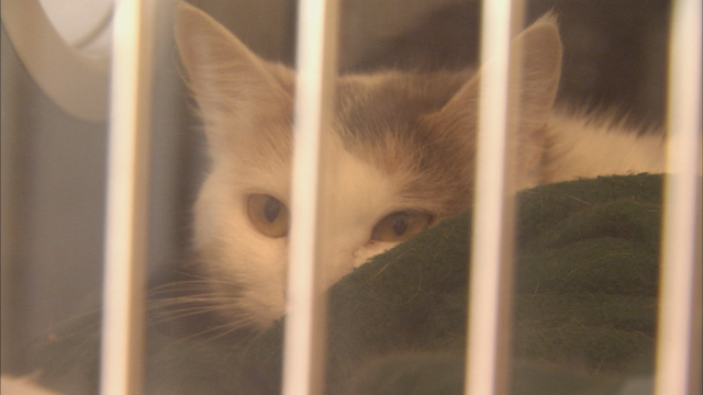 Cat hoarding case strains DeKalb County animal shelter