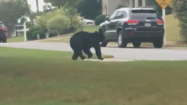 Bear spotted wandering through Cherokee County neighborhood
