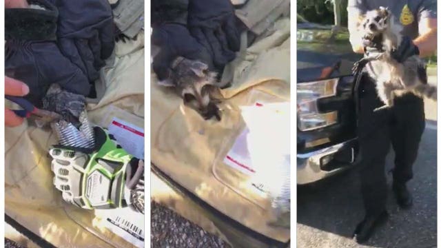 Pasco firefighters help raccoon with head stuck in can