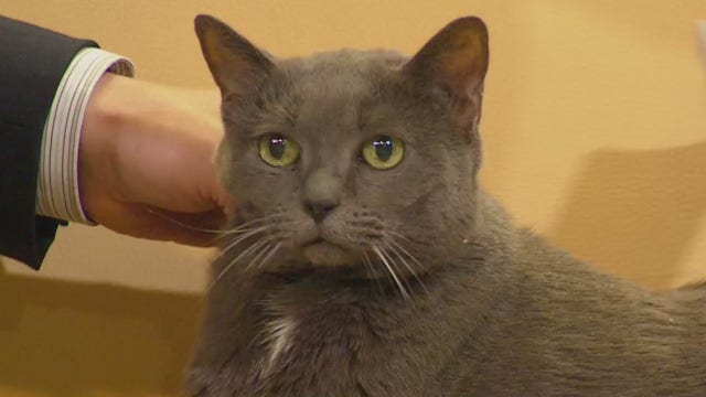 Pet of the Week: Ophelia