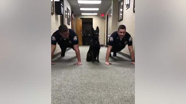 K9 Nitro does push-ups with two officers, they are ready to fight crime