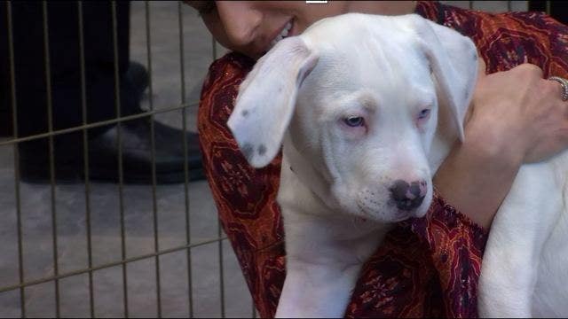 Minneapolis company gives 'fur-ternity leave' to pet parents