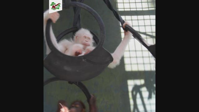 Rare albino orangutan to move into 'island' home