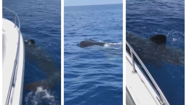 Rare whale shark pod sighting off coast of Anna Maria Island