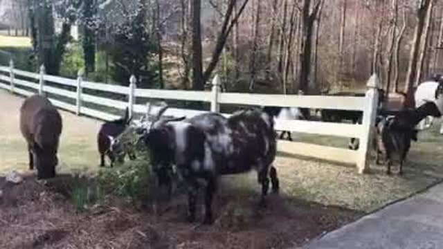 Roswell Police officers become 'cowboys' for a day
