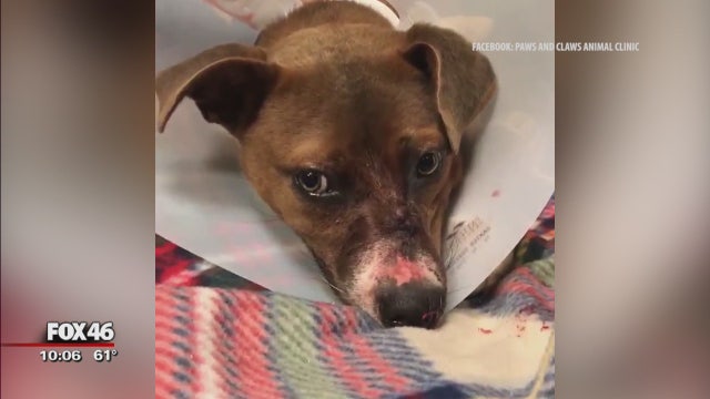 Puppy miraculously survives after being shot in head with arrow