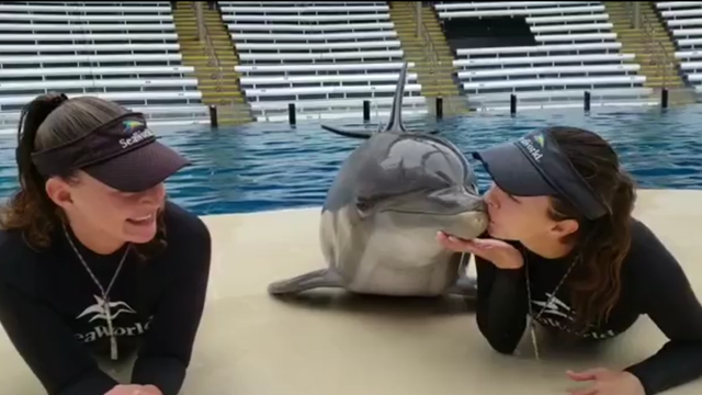 Adorable video of dolphin at SeaWorld Orlando kissing two trainers goes viral