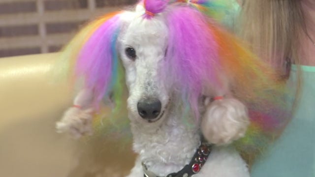 SXSW 2019: Well Groomed