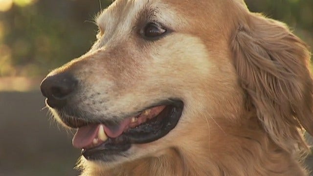 Seven diseases you can get from your pet