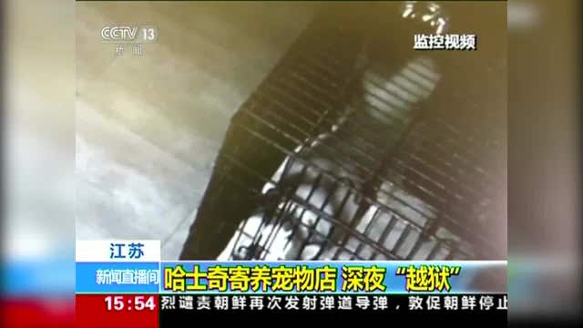 Siberian Husky tries to escape and free his friends at Chinese vet clinic