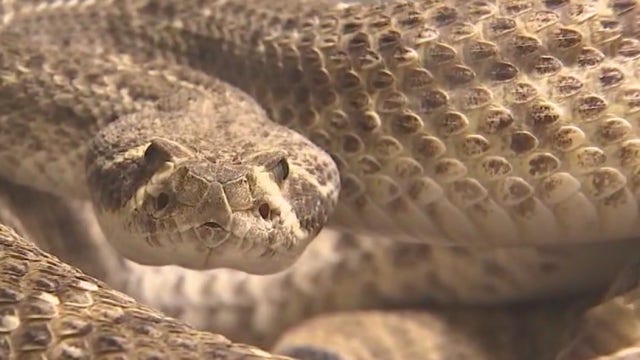 Several venomous snakes spotted in Austin area