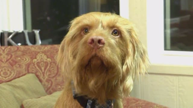 Dog in the race? Pooch barred from race for Kansas governor