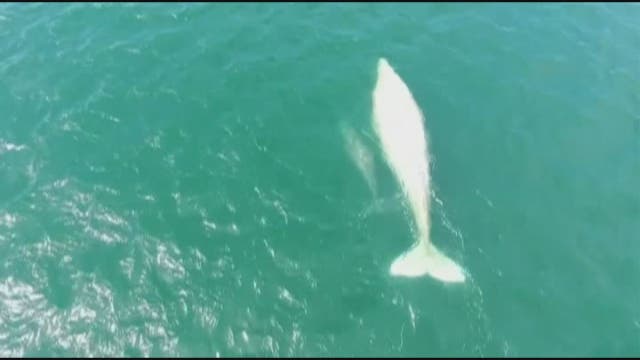 Rare albino whale spotted -- with a new calf
