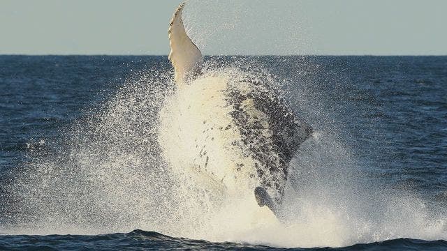 Diver survives after being scooped up in whale's mouth off South Africa