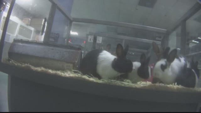 Report: More than a dozen dead rabbits found inside freezer at Petland store in Fairfax