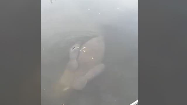 Rare twin manatees sighted in Sarasota Bay