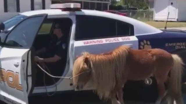 Pony receives police escort home in Florida town