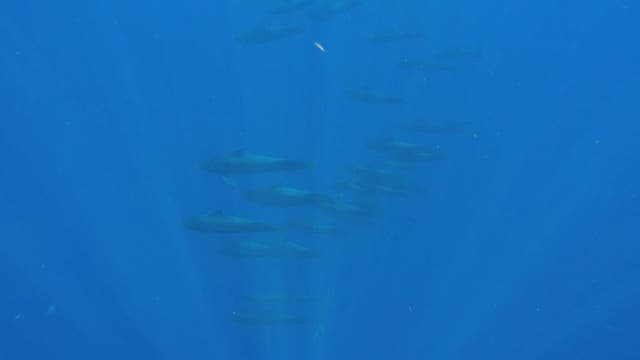 Man swims with dozens of rare whales off Florida coast