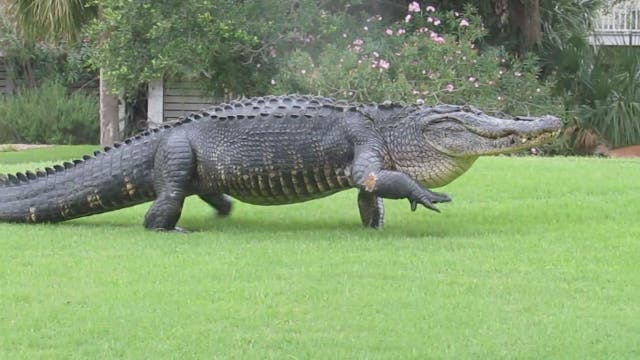 12-foot gator calls Fripp Island golf resort home