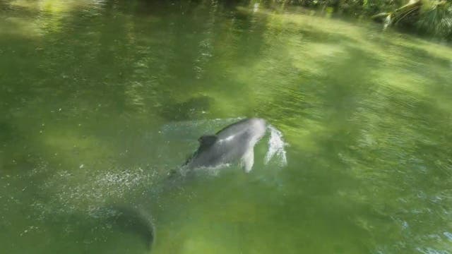 Unusual sight: Dolphins in the Weeki Wachee River