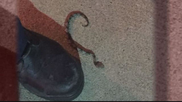 Virginia woman says she was bitten by copperhead snake inside LongHorn Steakhouse restaurant