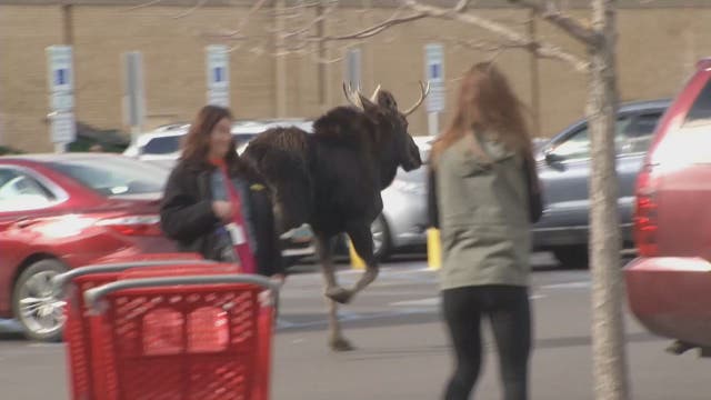 Moose escapes after being chased through Target parking lot