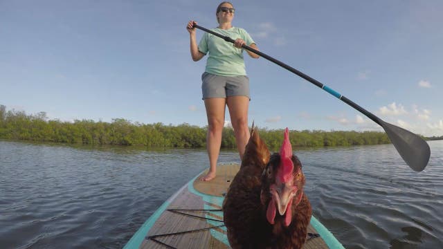 Florida Keys woman paddleboards with pet chicken