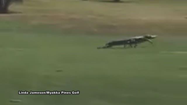 Alligator sprints across fairway at Myakka Pines