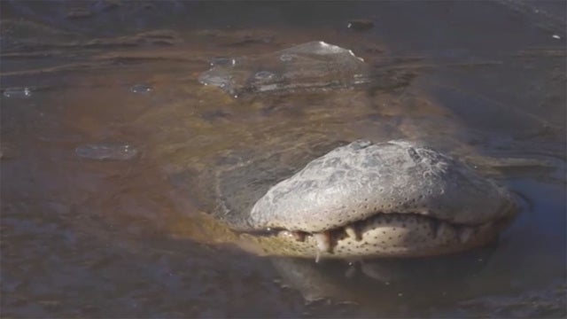 Alligators freeze in NC swamp with noses above ice