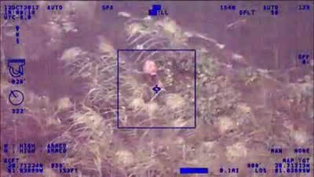 Man steals car and tries to escape from police by hiding under vegetation in a swamp