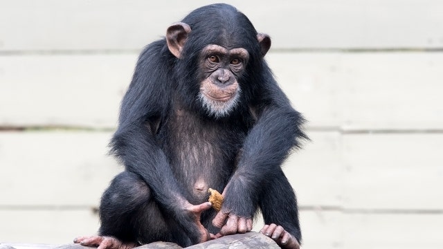 Chimpanzee apparently killed by other chimps at Lowry Park Zoo