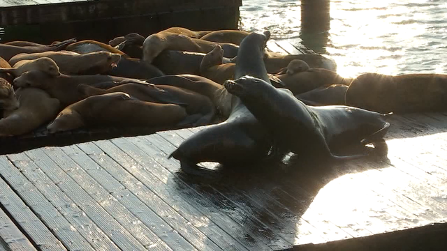 Experts say sea lion bites uncommon after swimmer injured in SF Bay