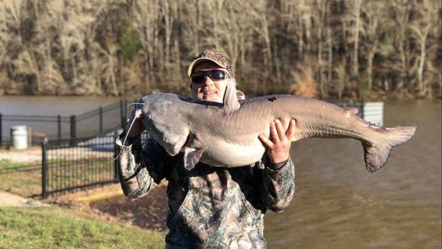 Fisherman catches 'monster' 50-pound blue catfish, biggest snag in small Tennessee lake