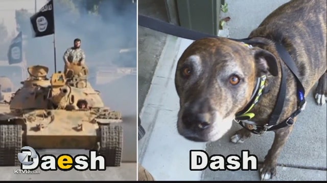 Terrorism concerns: Chase Bank stops dog owner's check over pet's suspicious name