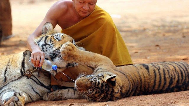 Bodies of 40 tiger cubs found in Thai temple freezer