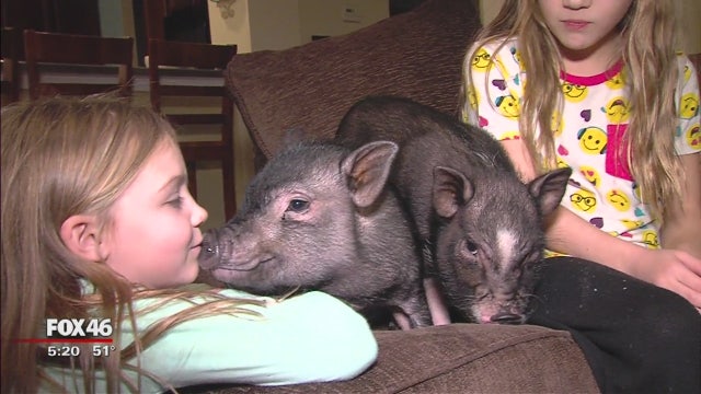 'Bacon' Response Team: CMPD officer trains pigs as therapy animals