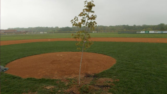 Tree planted in front of pitcher's mound of Md. high school baseball field