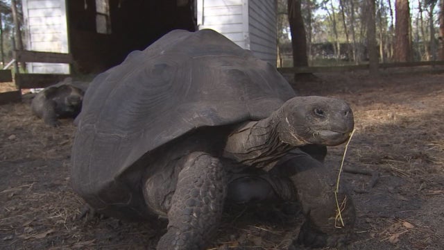 Polk County man breeds giant tortoises