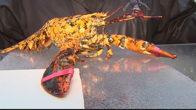 Montgomery County seafood shop finds rare 'calico' lobster in shipment from Maine