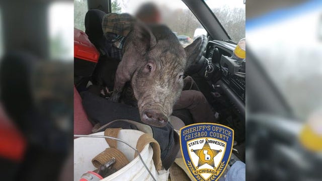 Minnesota deputy finds pig in swerving driver's lap