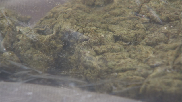 Authorities find thousands of dollars of marijuana in eviction home