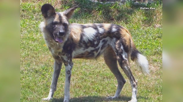 African painted dog killed by packmates at Dallas Zoo