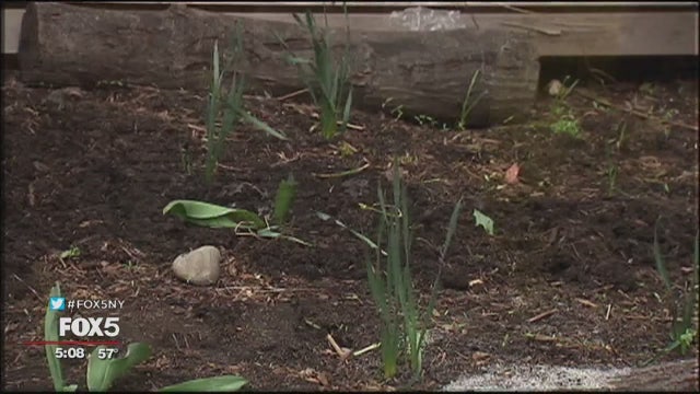 NJ preschool serves only vegan food